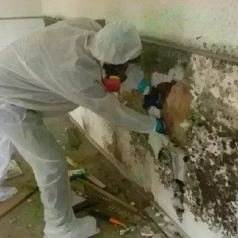 Mold Remediation and Removal in Fitzgerald, GA